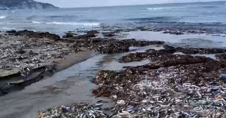 Побережье острова Кунашир завалило тысячами мертвых иваси