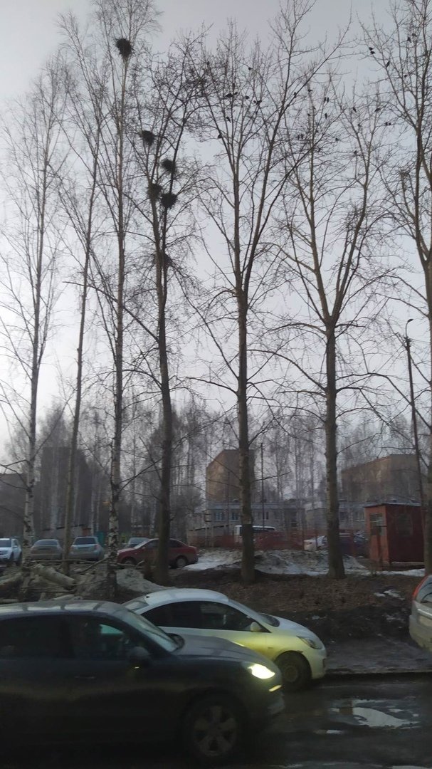 На улице Молодежной в Ижевске приостановили обрезку деревьев после жалоб горожан в защиту птиц