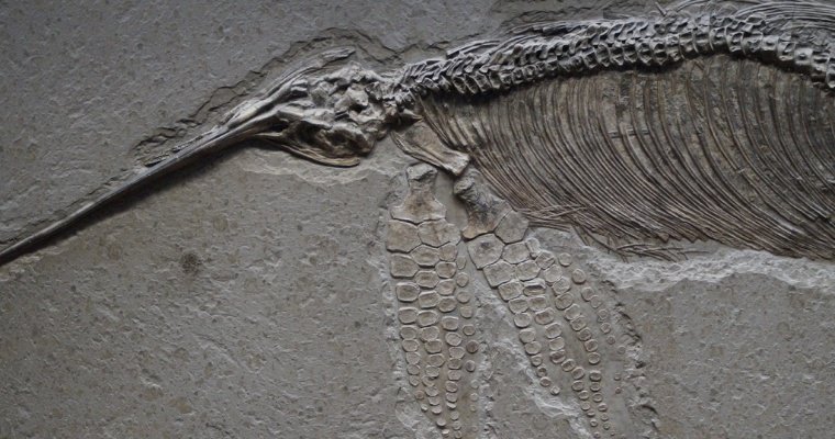 В Самарской области тракторист нашел скелет ихтиозавра 