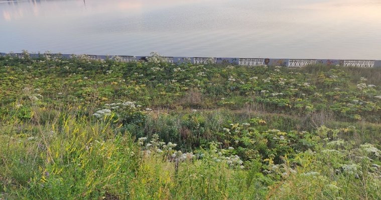 В Ижевске ищут подрядчика на борьбу с борщевиком Сосновского