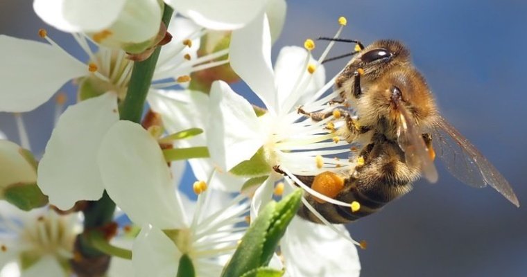 Прокурорская проверка по факту массовой гибели пчёл начата в Удмуртии
