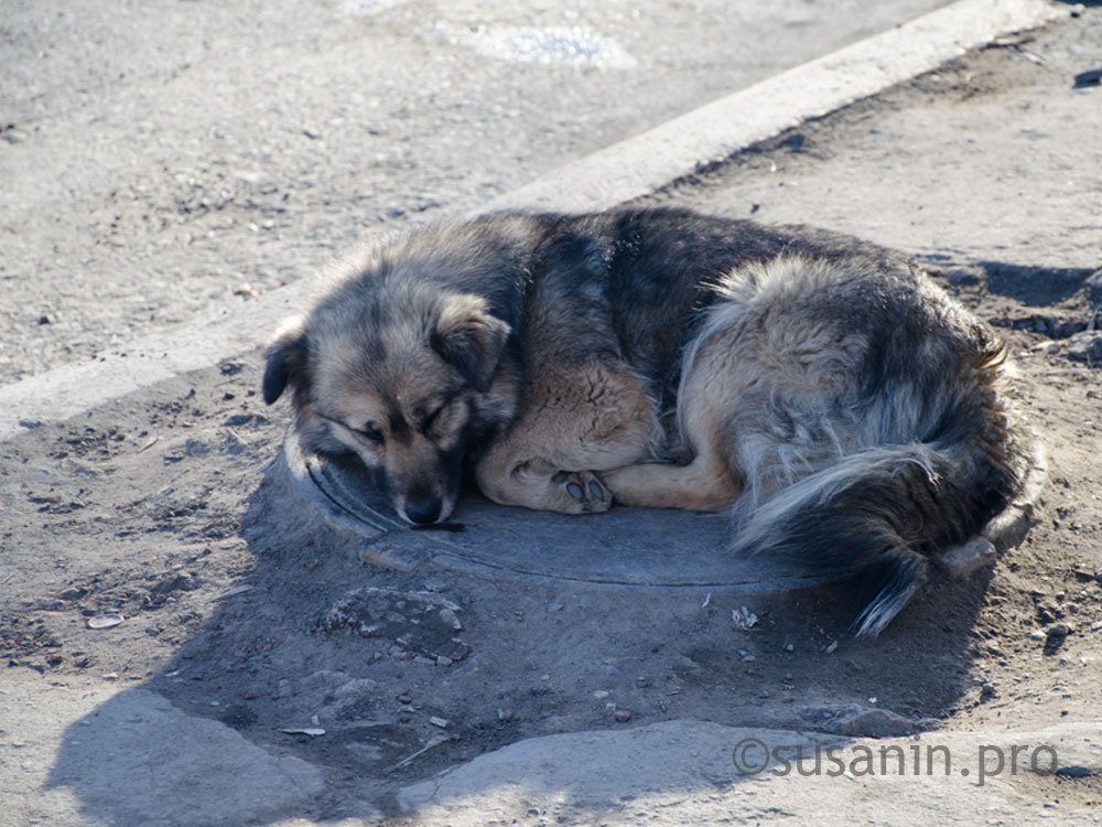 

Власти Ижевска определились с местом размещения будущего приюта для бездомных животных

