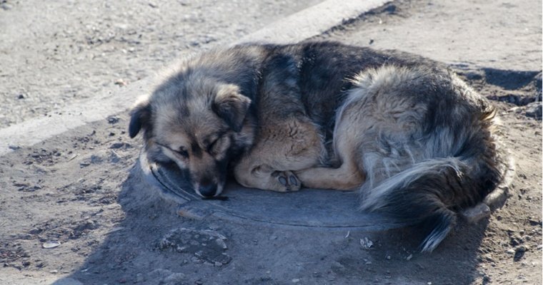 Власти Ижевска определились с местом размещения будущего приюта для бездомных животных