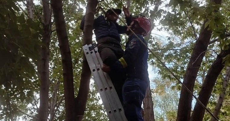 Школьник в Сарапуле залез на дерево и застрял