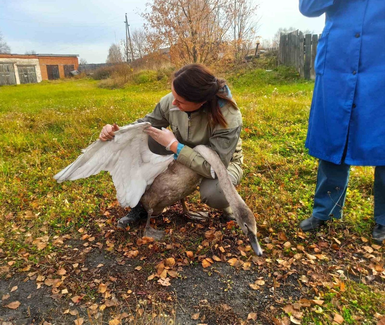 

В Удмуртии спасли лебедя, налетевшего на оголенные провода

