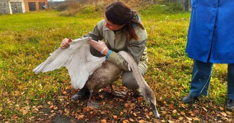 В Удмуртии спасли лебедя, налетевшего на оголенные провода