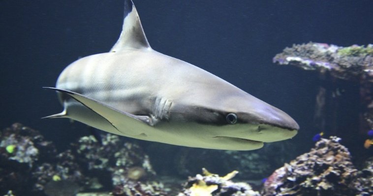 Живущие у берегов Бразилии акулы оказались «пропитаны» кокаином