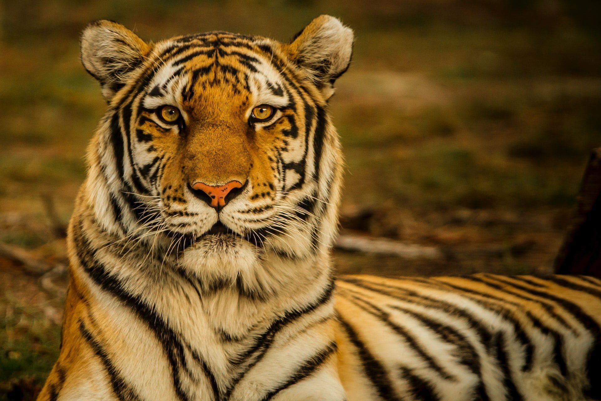 Казахстан собирается переселить часть амурских тигров на свою территорию
