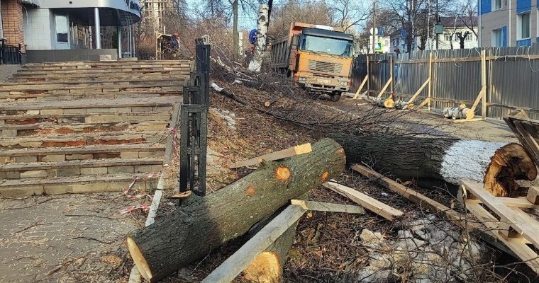 На улице Свободы в Ижевске вырубили старые деревья