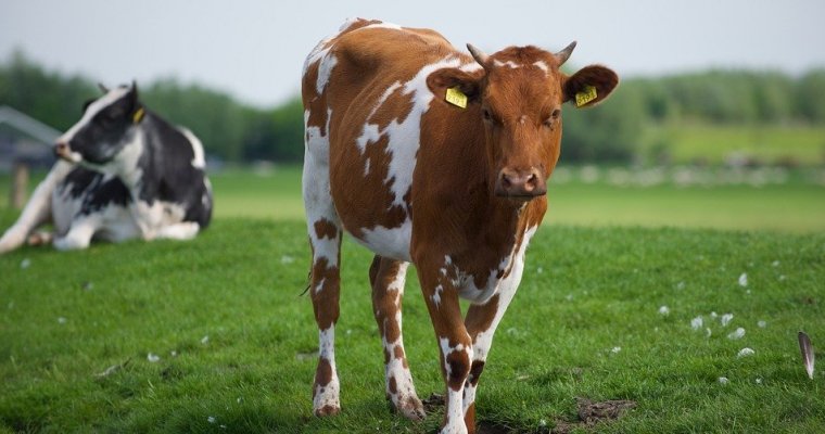 В Удмуртии предложат пересмотреть систему распределения господдержки производителям молока