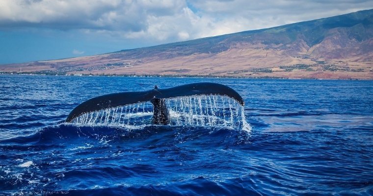 В ходе научного эксперимента кит впервые «поговорил» с людьми