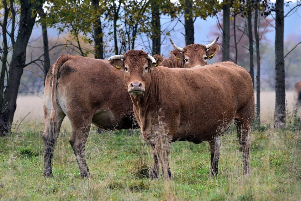 

Жителям Тверской области досаждают оставленные без присмотра быки и коровы 

