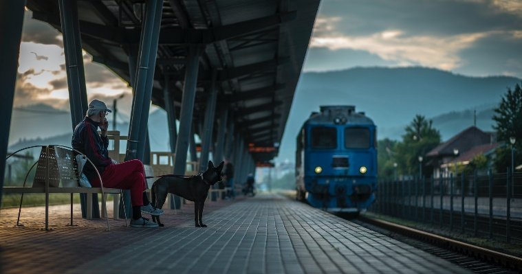 В 2023 году из Ижевска на поезде без сопровождения отправили более 700 домашних животных