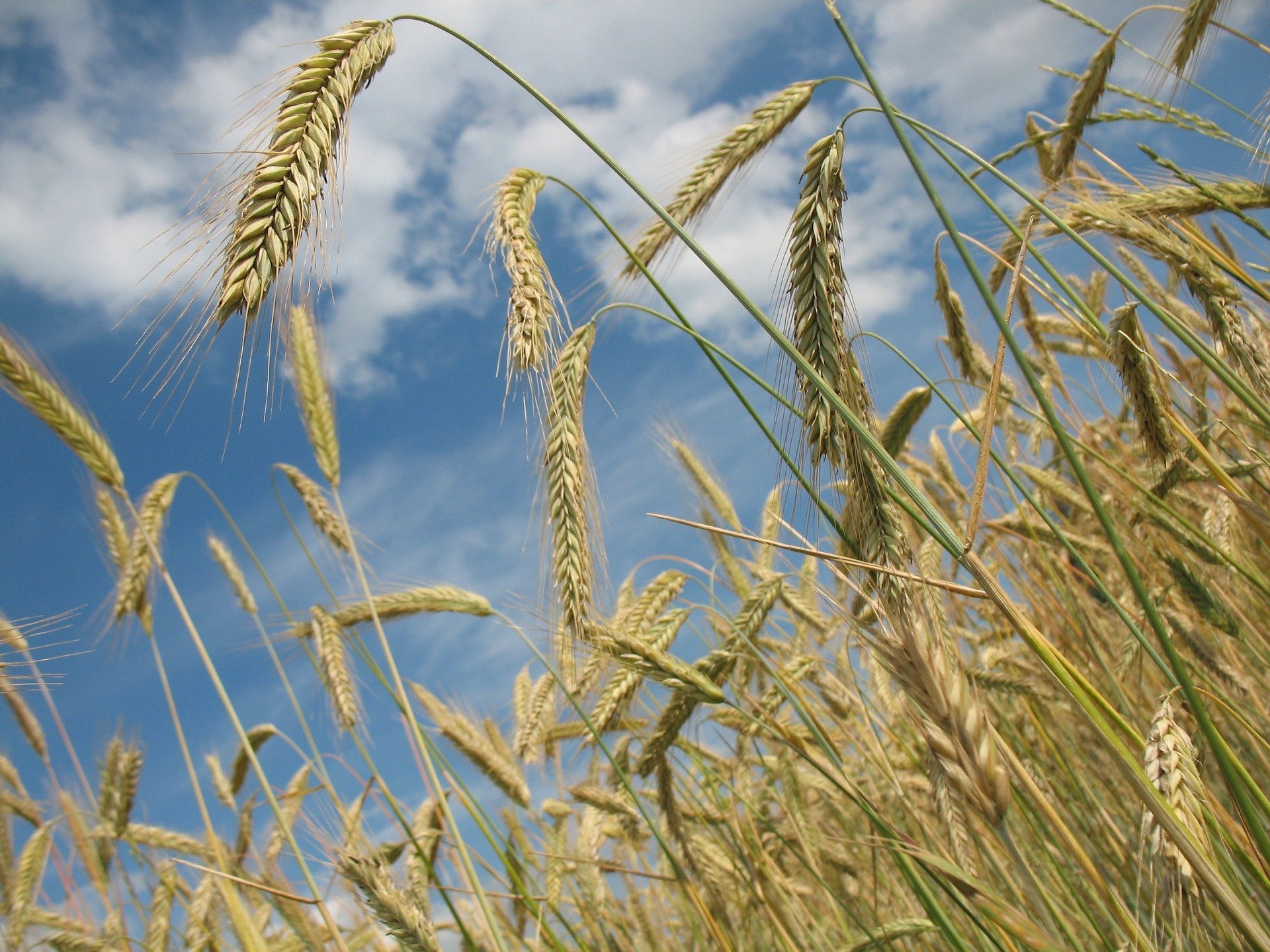 Устойчивый к местному климату сорт пшеницы вывели в Удмуртии