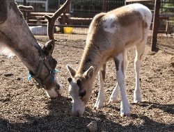 Северный олененок родился в зоопарке Удмуртии