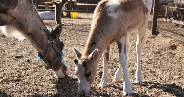 Северный олененок родился в зоопарке Удмуртии