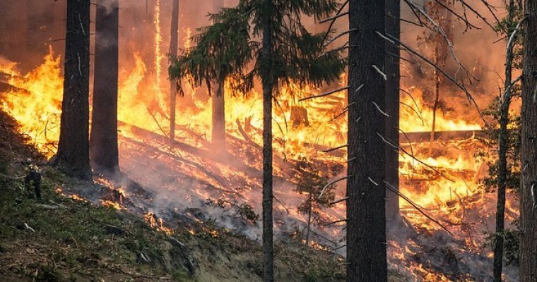 Генпрокуратура обвинила региональные власти в искажении данных по лесным пожарам