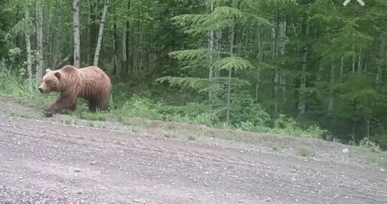 Около села Дебёсы в Удмуртии заметили медведя
