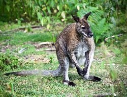 Творческий конкурс о героях СВО, продажа нефти Китаю и схватка австралийца с кенгуру за собаку: новости к этому часу