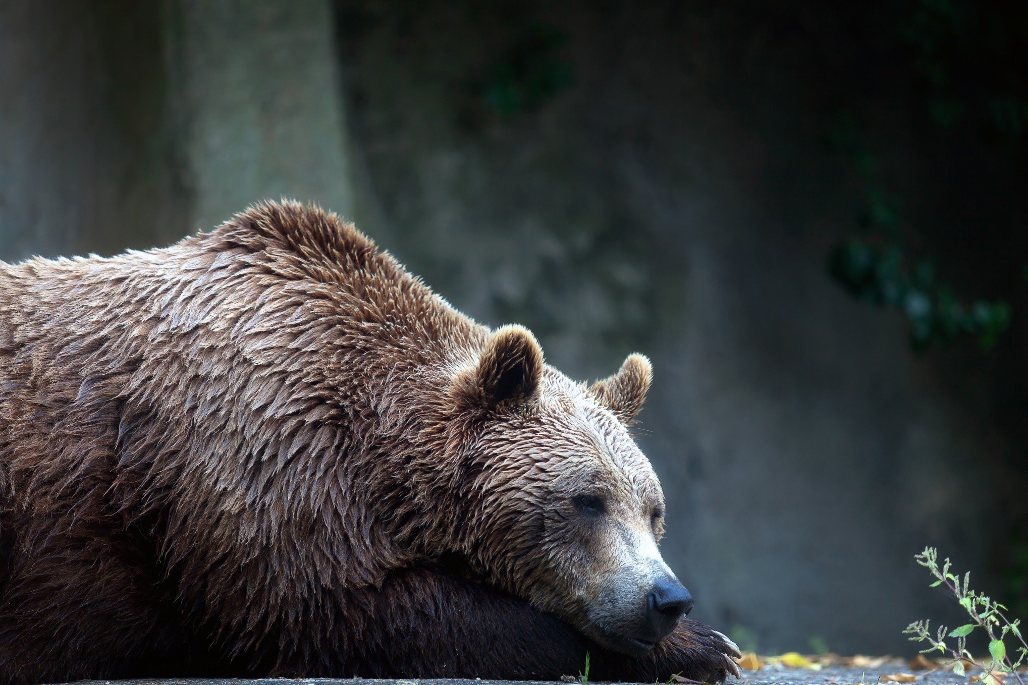 Физиологический бурый медведь. Медведи. Медведь лежит. Бурый медведь в Оренбургской области. Медведь в Оренбургской области.