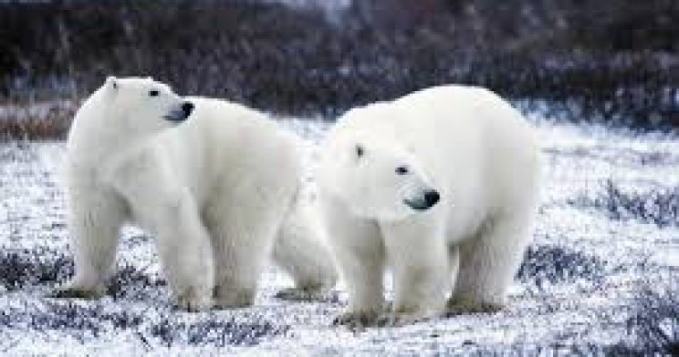 Около 20 белых медведей с медвежатами окружили село на Чукотке