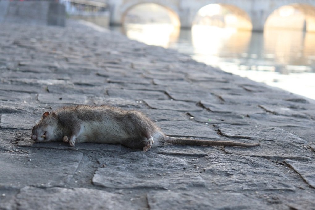 На Азовстали в Мариуполе нашли питавшегося крысами последнего боевика ВСУ