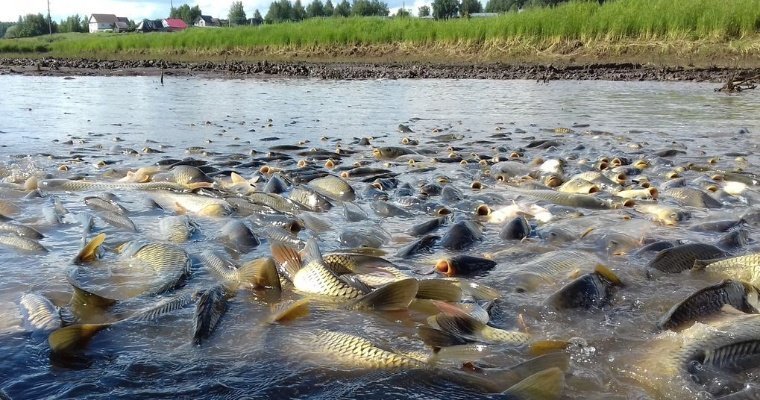 В рыбхозе «Пихтовка» в Удмуртии опустошили все производственные водоёмы