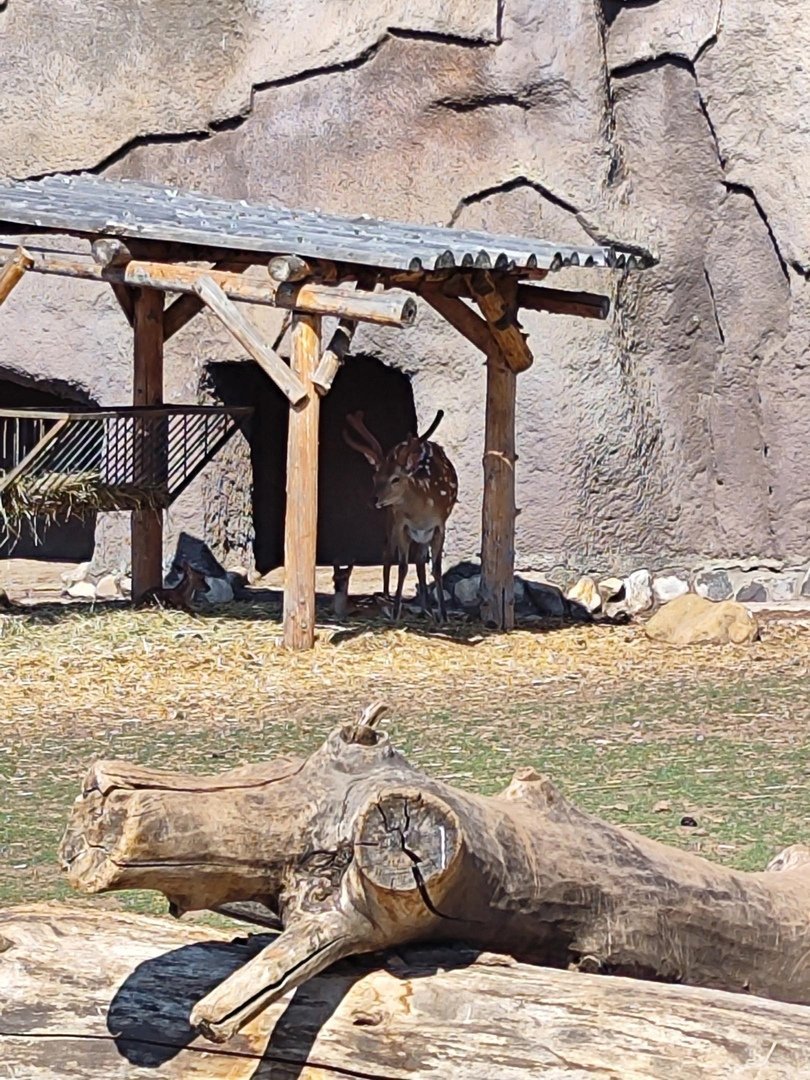 Два олененка родились в Ижевском зоопарке 