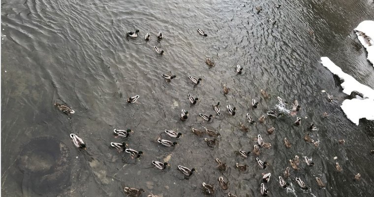 В Воткинске подсчитали рекордное количество уток на реке Вотка