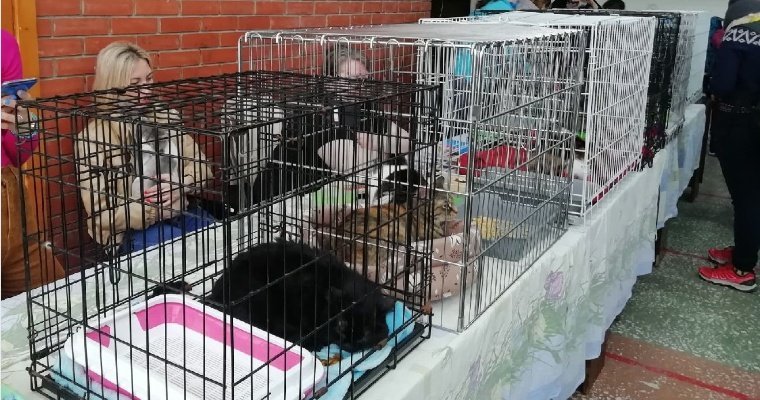 У 23 животных появилась семья благодаря «Пушистому фестивалю» в Ижевске