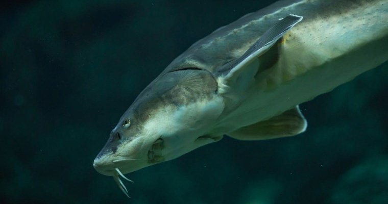 В Удмуртии за время действия нерестового запрета выявили 10 фактов незаконной ловли рыбы