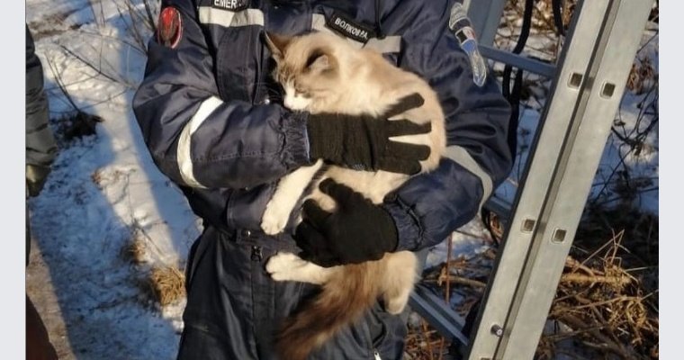 В Сарапуле спасли просидевшую 3 дня на дереве кошку