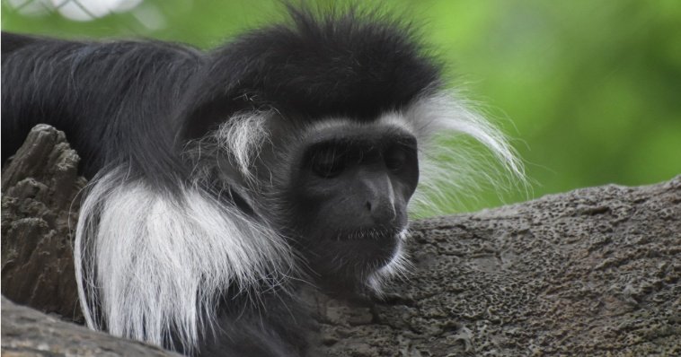 Посетители ижевского зоопарка смогут познакомиться с новым обитателем павильона «Страна обезьян»
