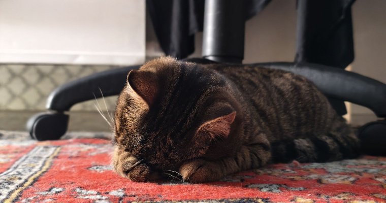 Сомнолог назвала причины весенней сонливости