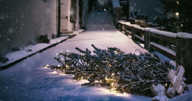 Поваленная ветром рождественская ель насмерть задавила жительницу Бельгии 