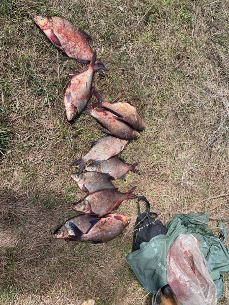 На берегу реки Малая Сарапулка полиция задержала рыбака с 10 лещами