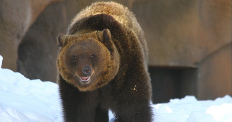 В ижевском зоопарке проснулся бурый медведь Гоша
