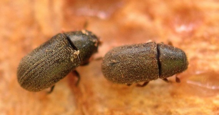 Обнаруженный в Удмуртии новый вид вредителя лесов «перебрался» в Малую Пургу