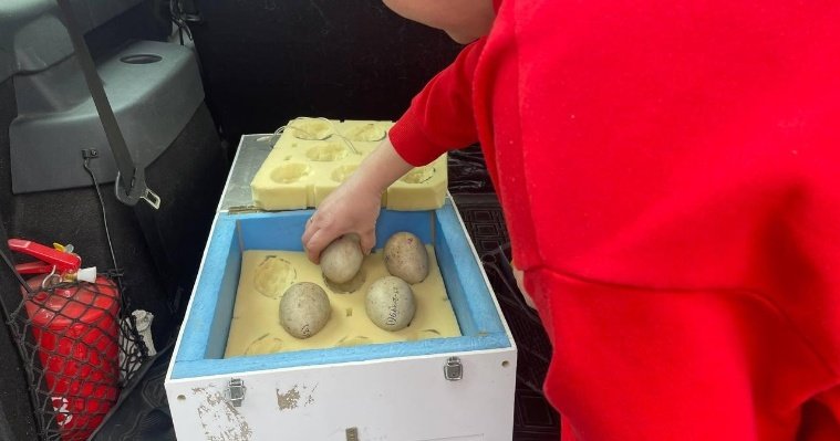 Зоопарк Удмуртии отправил яйца с эмбрионами японских журавлей в Амурскую область