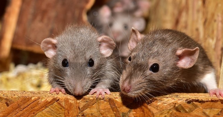 Ижевскую «управляйку» оштрафовали за расплодившихся крыс в подвале дома