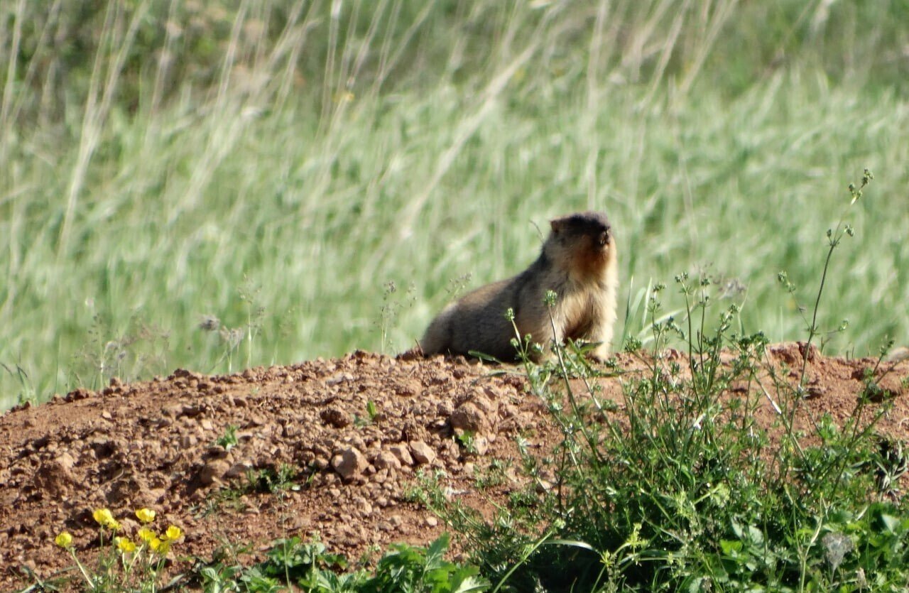 Численность сурков-байбаков в Удмуртии растёт