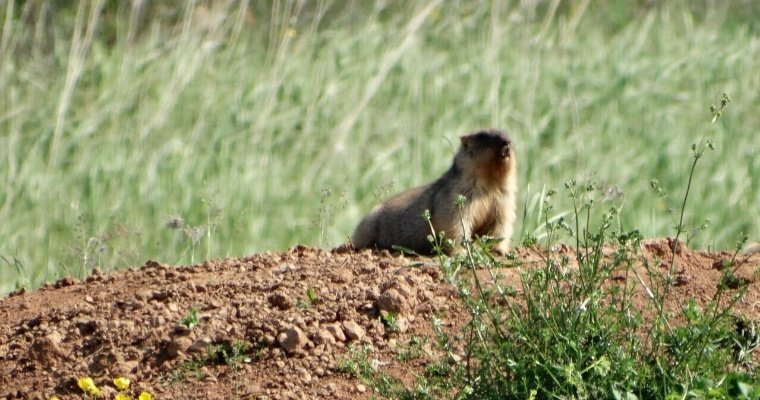 Численность сурков-байбаков в Удмуртии растёт