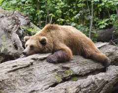 На Камчатке медведь разрыл могилы на кладбище