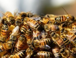 Причиной массовой гибели пчел в Удмуртии может быть обработка рапса ядохимикатами