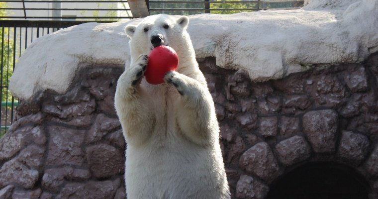 Директор зоопарка Удмуртии: белые медведи Балу и Аврора прекрасно ладили