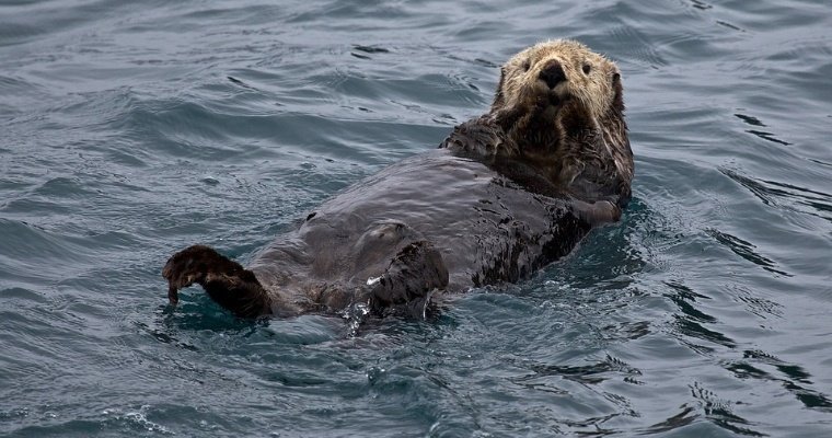 На Аляске морская выдра спалась от косатки в лодке с людьми