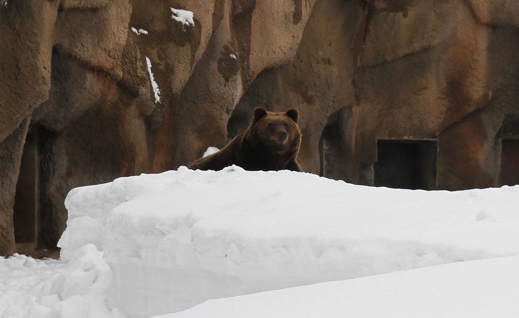 В зоопарке Удмуртии проснулся бурый медведь Гоша