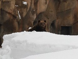 В зоопарке Удмуртии проснулся бурый медведь Гоша