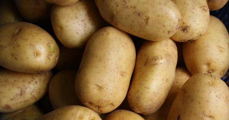 Жители Ижевска стали гораздо меньше высаживать картофель на дачных участках