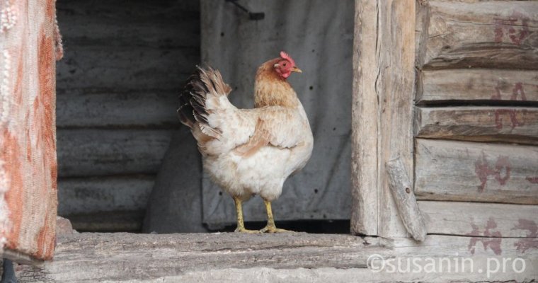 Более 300 тыс домашних птиц в Удмуртии привили от гриппа